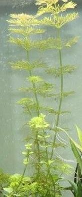 5x Hornkraut - Hornblatt - Ceratophyllum demersum / Top Pflanzen für Aquarium + Teich