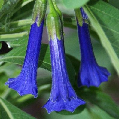 Acnistus x lochroma "Giant Dark Blue" ein Star mit großen Blüten (Kübelpflanze Datura