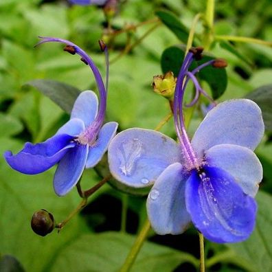 Clerodendrum ugandense Blauflügelchen eine Rarität mit tollen Blüten (Engelstrompete