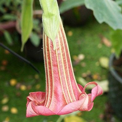 Engelstrompete "ARTUS" schöne robuste Züchtung Brugmansia, Kübelpflanze