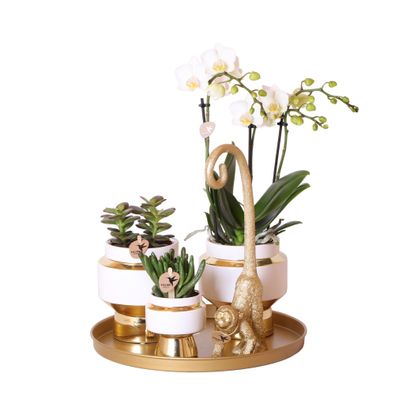 Kolibri Company | Komplettes Pflanzenset Luxury Living | Grünpflanzen mit weißer ...