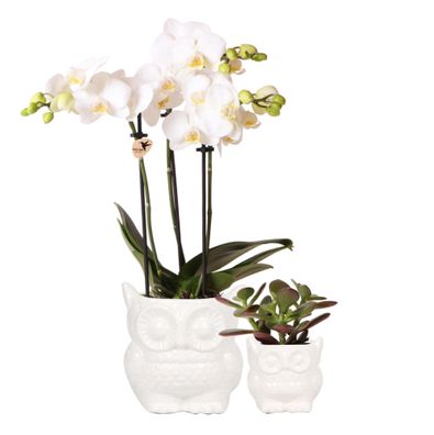 Pflanzenset Eule weiß | Set mit weißer Phalaenopsis Orchidee 9cm und grüner Sukkul...