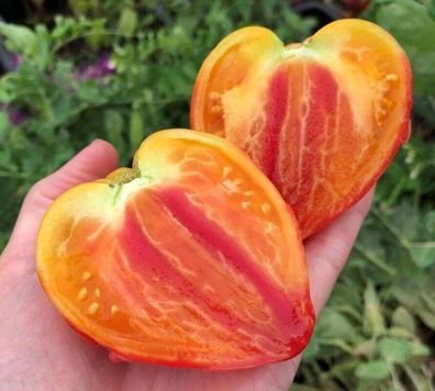 Tomate Orange Russian 117 - russische Ochsenherztomate 5+ Samen - Seeds P 505