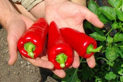 Paprika Roter Augsburger - sweet pepper 5+ Samen - Saatgut Ca 090