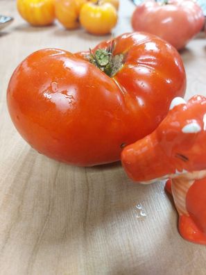 Roter Riese Tomato - Fleischtomate - RED GIANT 10+ Samen - Saatgut P 547
