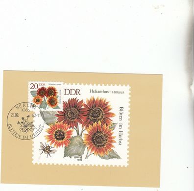 Helianthus - annuus Blüten im Herbst Maxik. DDR von 1982
