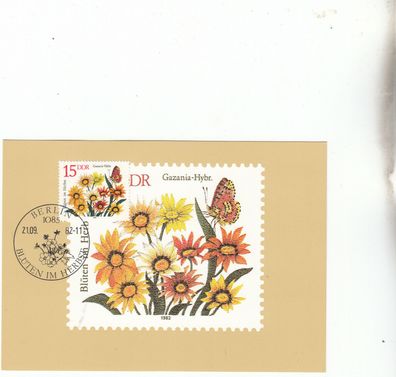 Ganzania-Hybr. Blüten im Herbst Maxik. DDR von 1982