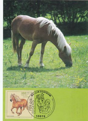 Haflinger Pferderassen Maxik. BRD 1997