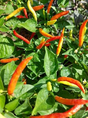 Chili Piri Piri - Birdeye Pepper - 5+ Samen afrikanische samenfeste Sorte Ch 241