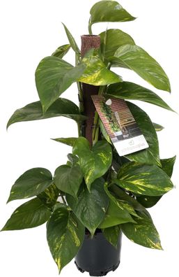 Epipremnum Aureum - Efeutute am Moosstab ca. 50 cm Rankpflanze Zimmerpflanze