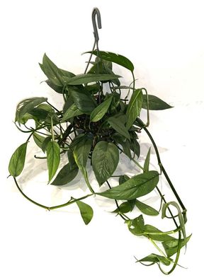 Epipremnum Cebu Blue Ampel - Efeutute 40-44 cm lange Ranken Zimmerpflanze