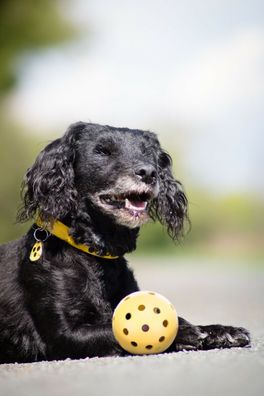 Trixie Hundespielzeug Lochball mit Ball, Naturgummi Spielbal sehbehinderte Hunde