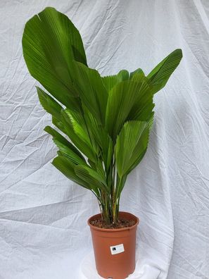 Licuala grandis im 24 cm Topf, Strahlenpalme, Rüschenpalme, Vanuatu-Palme