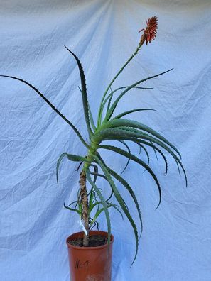 Aloe arborescens im 24 cm Topf