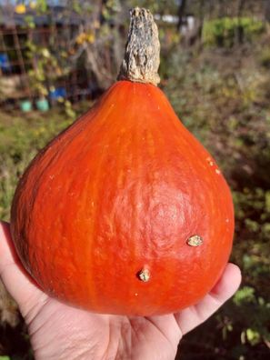 Hokkaido - Kürbis Uchiki Kuri - Pumpkin - 5+ Samen ertragreiche Sorte C 090