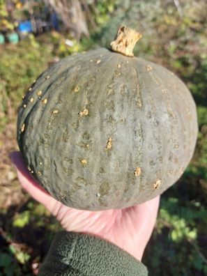Hokkaido - Kürbis Blaue Kuri Pumpkin 5+ Samen ertragreiche Sorte C 089