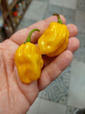 Chili NuMex Suave Orange Pepper 5+ Samen - Seeds - milde Habanero Sorte Ch 252