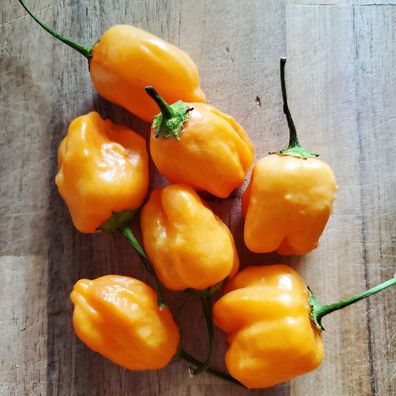 Chili Aji Mango - Pepper 5+ Samen - samenfeste Baccatum Sorte Ch 247
