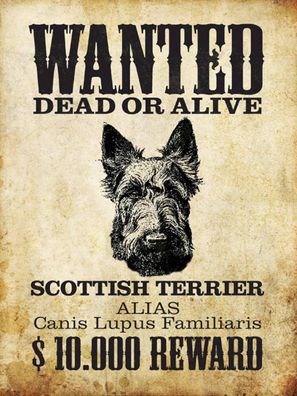 Blechschild 30x40 cm - Hund wanted Scottish Terrier