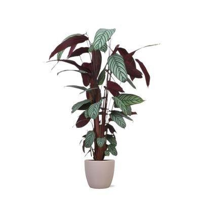 XXL Ctenanthe Zimmerpflanze inklusive Topf (in 3 Farben) - Ctenanthe Oppenheimiana