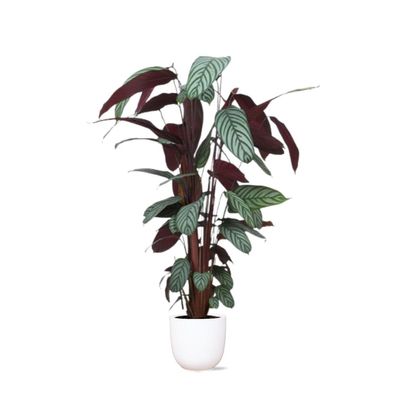 XXL Ctenanthe Zimmerpflanze inklusive Topf (in 3 Farben)- Ctenanthe Oppenheimiana