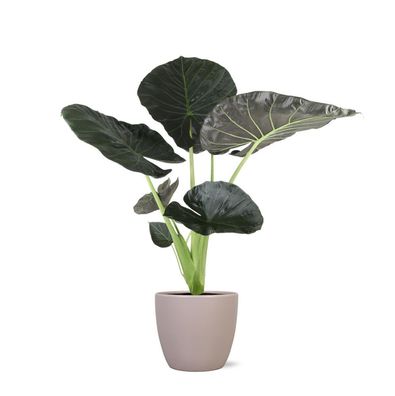 Alocasia Regal Shield - Zimmerpflanze - im Boule TAUPE Topf