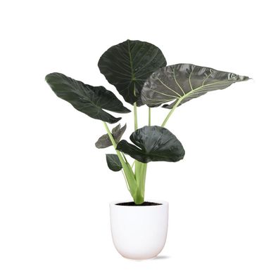 Alocasia Regal Shield - Zimmerpflanze - in Boule WHITE Topf