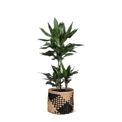 Dracaena Janet Lind - Zimmerpflanze - Topf: 21cm - Höhe: 90cm - in Albury BLACK korb