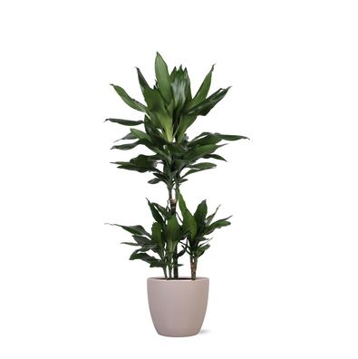 Dracaena Janet Lind - Zimmerpflanze - Topf: 21cm - Höhe: 90cm - in Boule TAUPE Topf