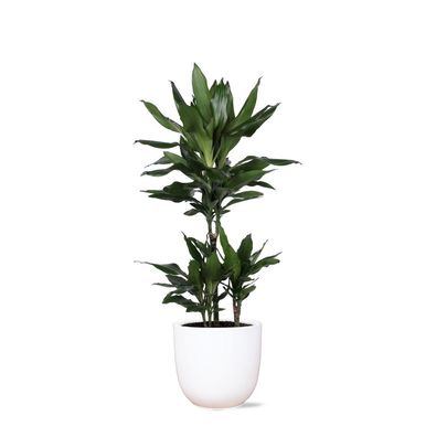 Dracaena Janet Lind - Zimmerpflanze - in Boule WHITE Topf