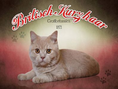 Holzschild 30x40 cm - Katze British Kurzhaar Großbritannien