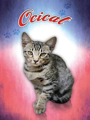 Holzschild 30x40 cm - Katze Ocicat