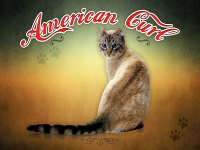 Holzschild 30x40 cm - Katze American Curl