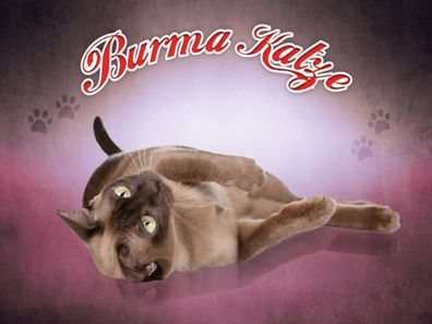 Blechschild 30x40 cm - Katze Burma Katze