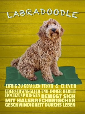 Holzschild 30x40 cm - Labradoodle Hund froh und clever