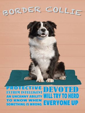 Blechschild 30x40 cm - Border Collie Hund protective