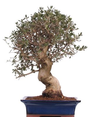 Bonsai - Olea europaea Sylvestris, Wild-Olive 216/77