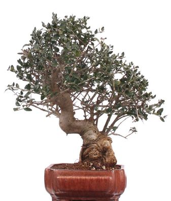 Bonsai - Olea europaea Sylvestris, Wild-Olive 216/79