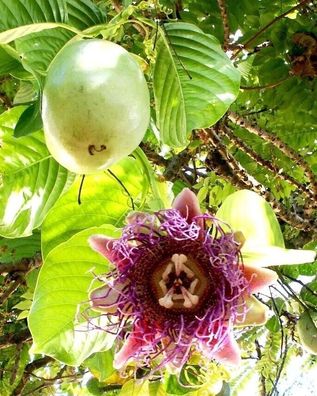 Königsgranadilla - Giant - Passiflora quadrangularis Barbadine 5+ Samen Gx 029