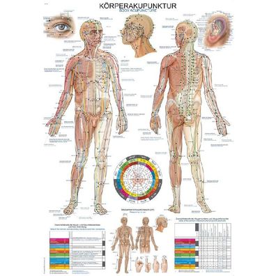 Lehrtafel Körperakupunktur 70 x 100 cm