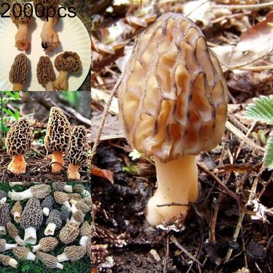 Gemüsesamensorten - 2000Pcs Gemischter Pilz Morchella Samen Sporen Laich Garten