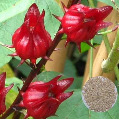 Roselle Samen, 200Pcs / Beutel Roselle Samen Erbstück Growing Fast Red Non-Gmo I