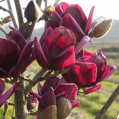 Magnolia Samen, 10Pcs / Bag Bonsai Blumensamen Fragrant Perennial Dark Purple Au