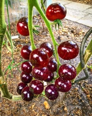 Tomate -Antho Violett/ Rot- 10 Samen -Super Lecker & Süß- * Sehr Gesund*