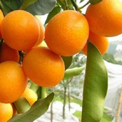 Frische Fruchtsamen Mit 20Pcs Orangenbaum Samen Garten Indoor Balkon Topf Bonsai