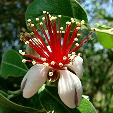 Feijoa Berg Samen, 200Pcs / Beutel Brasilianische Guave Samen Nahrhafte Essbare