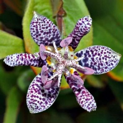 Tricyrtis Hirta Samen, 50Pcs / Beutel Tricyrtis Hirta Samen Staude Blüte Tragbar