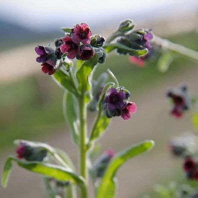 Cynoglossum Officinale Samen, 1 Beutel Seeds Produktive Produktive High Yield Na