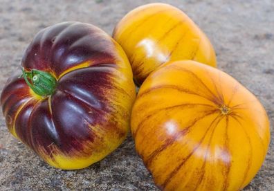 Tomate Purple Sunrise 5+ Samen - Seeds - samenfeste Fleischtomate P 029