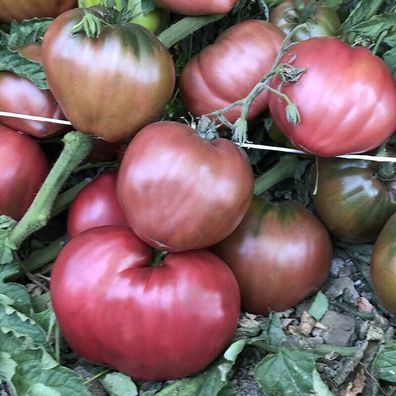 Lila Ochsenherz Tomate - Purple Oxheart tomato 5+ Samen - Seeds P 569
